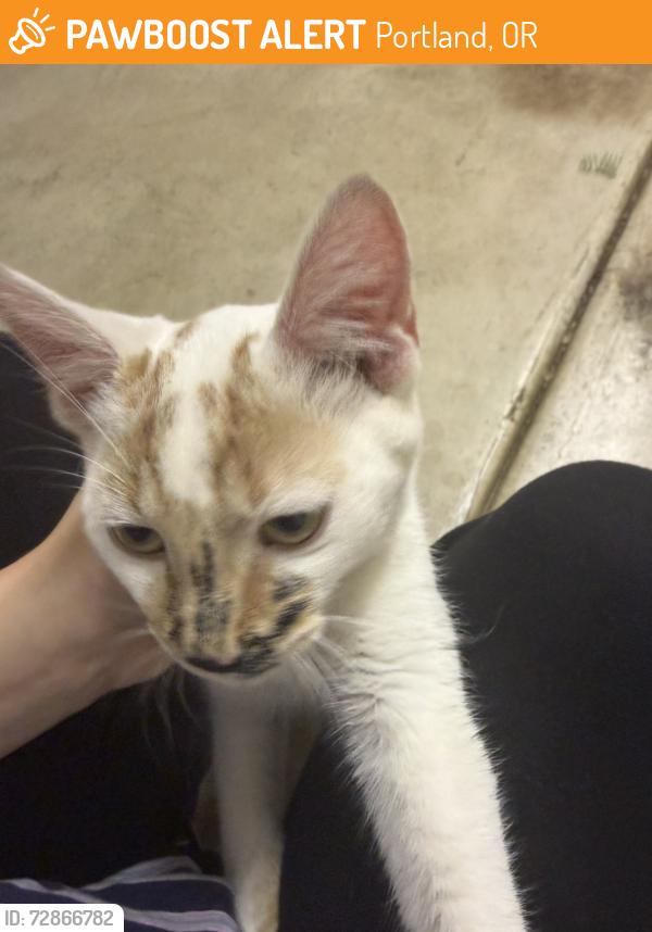 Found/Stray Female Cat last seen NE 165th Ave, Portland, OR 97230