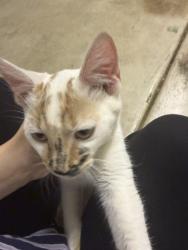 Found/Stray Female Cat last seen NE 165th Ave, Portland, OR 97230