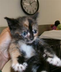 Shelter Stray Female Cat last seen , 14409 Vanowen St, Van Nuys, CA 91405, USA