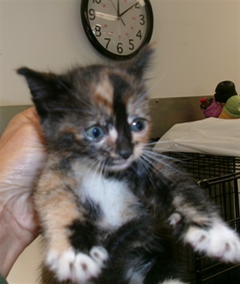 Shelter Stray Female Cat last seen , 14409 Vanowen St, Van Nuys, CA 91405, USA