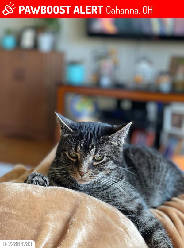 Lost Male Cat last seen Mccutcheon and Amesbury roads, Gahanna, OH 43230