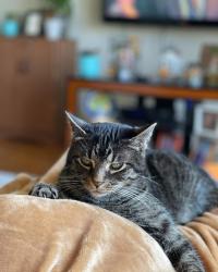 Lost Male Cat last seen Mccutcheon and Amesbury roads , Gahanna, OH 43230