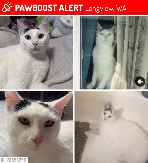 Lost Male Cat last seen Other streets , Longview, WA 98632