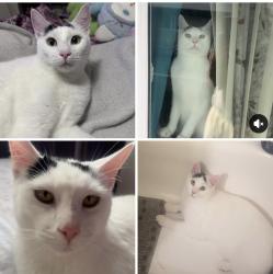 Lost Male Cat last seen Other streets , Longview, WA 98632