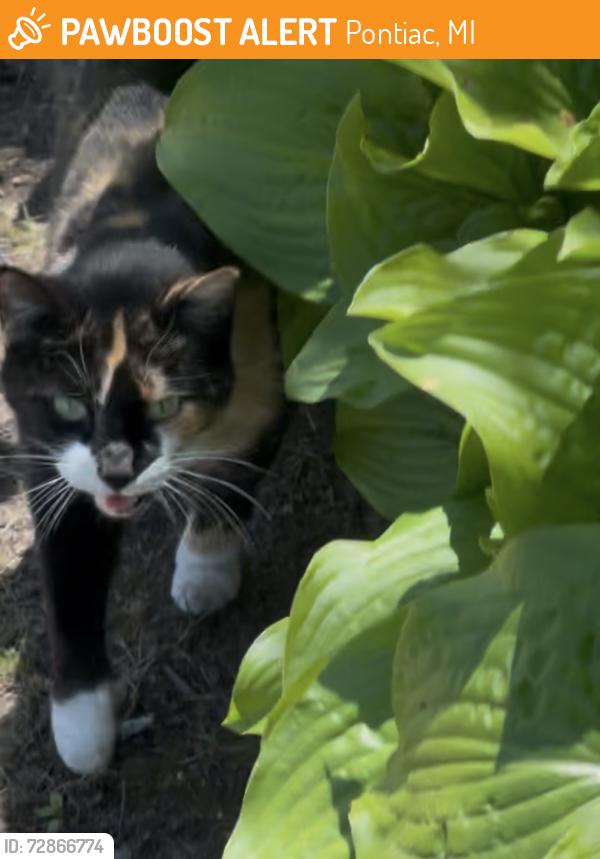 Found/Stray Unknown Cat last seen Elizabeth Lake Road and Delaware, Pontiac, MI 48341