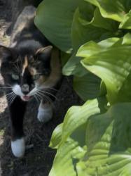 Found/Stray Unknown Cat last seen Elizabeth Lake Road and Delaware, Pontiac, MI 48341