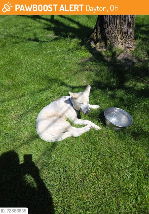Found/Stray Unknown Dog last seen Milton Athletic Club, Dayton, OH 45403