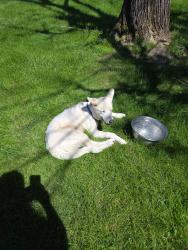 Found/Stray Unknown Dog last seen Milton Athletic Club, Dayton, OH 45403