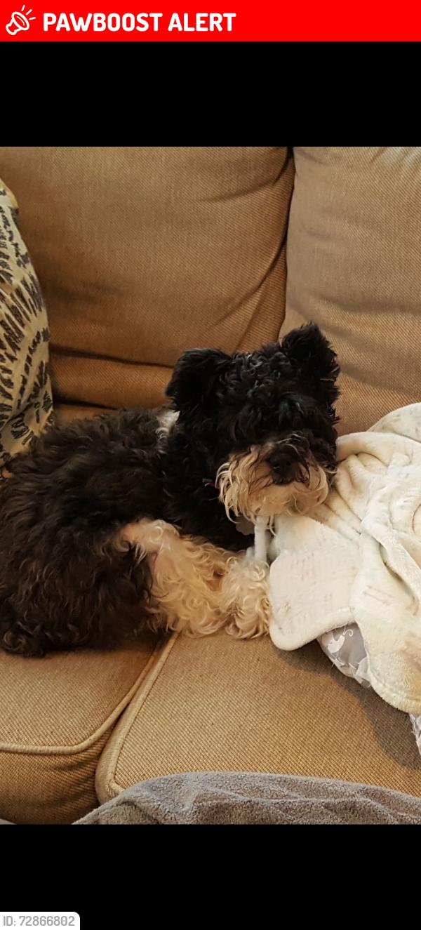 Lost Male Dog last seen Near CF Thomas Elementary , North Richland Hills, TX 76180
