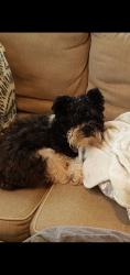 Lost Male Dog last seen Near CF Thomas Elementary , North Richland Hills, TX 76180