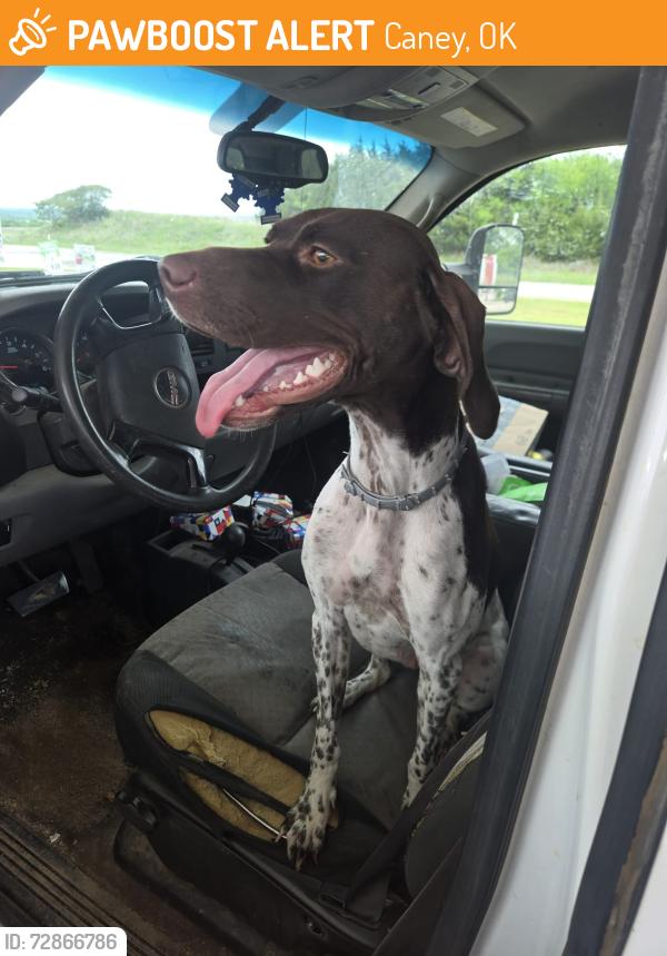 Found/Stray Female Dog last seen Caney OK, Caney, OK 74533