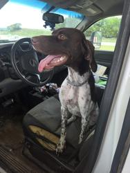 Found/Stray Female Dog last seen Caney OK, Caney, OK 74533