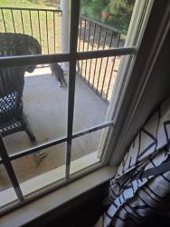 Found/Stray Unknown Cat last seen From porch / Cold-a-Sack, Raleigh, NC 27613