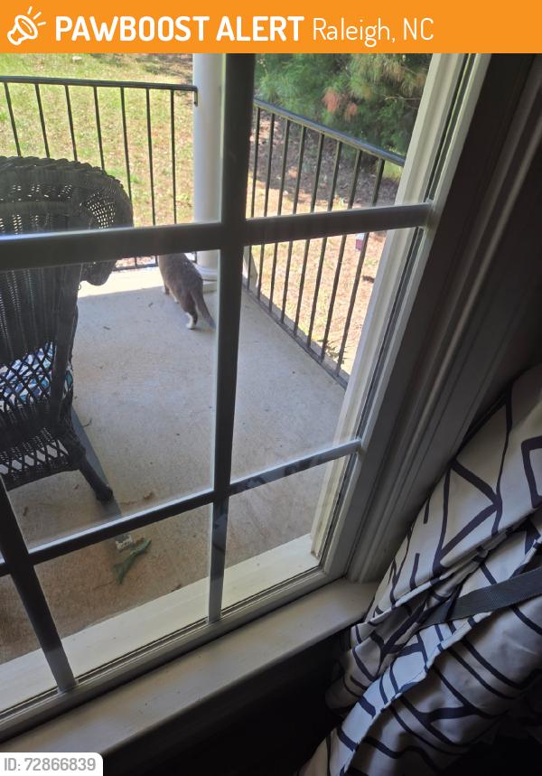 Found/Stray Unknown Cat last seen From porch / Cold-a-Sack, Raleigh, NC 27613