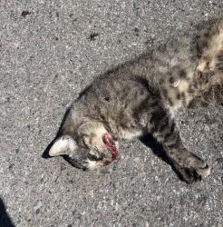 Found/Stray Unknown Cat last seen 7th street east and north frank street in Saint Paul , Saint Paul, MN 55106