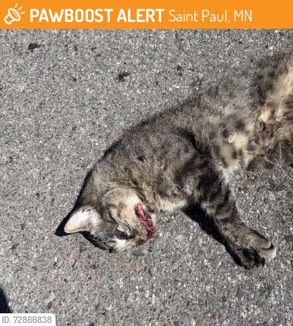 Found/Stray Unknown Cat last seen 7th street east and north frank street in Saint Paul , Saint Paul, MN 55106