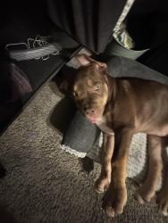 Lost Female Dog last seen Cornvalley, Grand Prairie, TX 75052