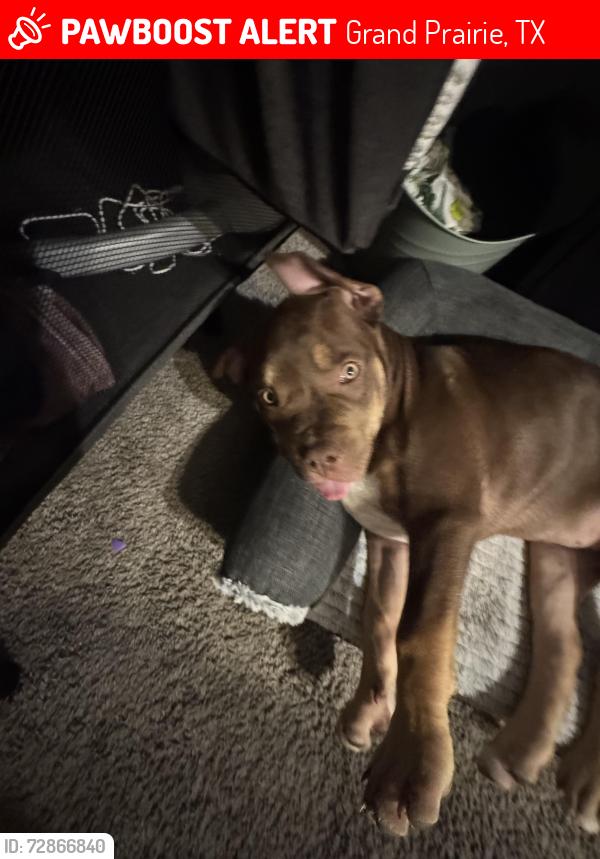 Lost Female Dog last seen Cornvalley, Grand Prairie, TX 75052