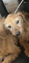 Reunited Female Dog last seen Near S Cliveden Ave, Compton, CA 90220, USA, Compton, CA 90220