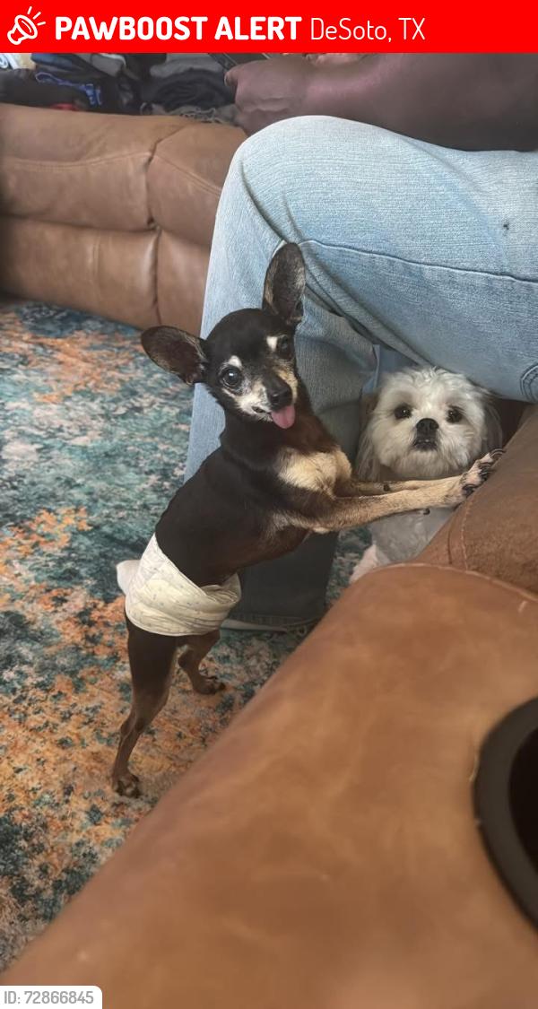 Lost Male Dog last seen Desoto, Texas , DeSoto, TX 75115