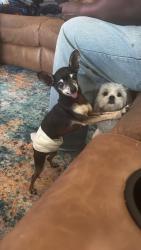 Lost Male Dog last seen Desoto, Texas , DeSoto, TX 75115