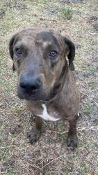 Reunited Male Dog last seen 18th Avenue South, St. Petersburg, FL 33711