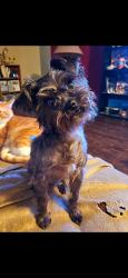 Lost Female Dog last seen Kilgore Church rd., West Jefferson, AL 35130