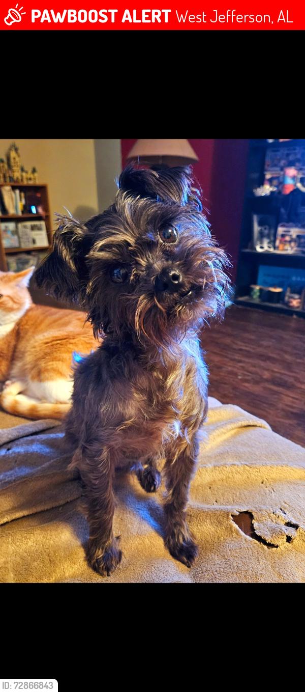 Lost Female Dog last seen Kilgore Church rd., West Jefferson, AL 35130