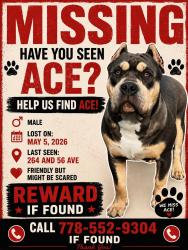 Lost Male Dog last seen Near st 56 ave, Langley Township, BC V4W 1P3
