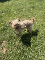 Found/Stray Male Dog last seen Kodak rd , Sevierville, TN 37764
