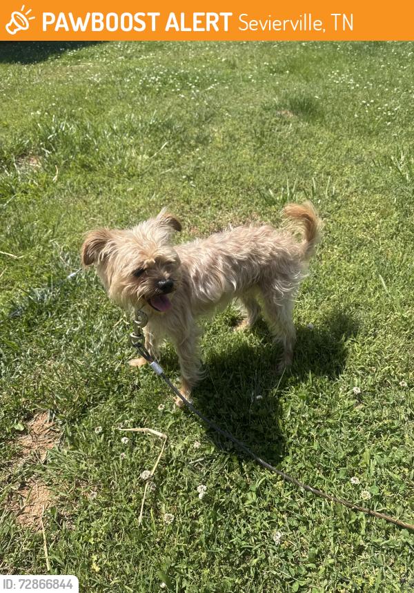 Found/Stray Male Dog last seen Kodak rd , Sevierville, TN 37764