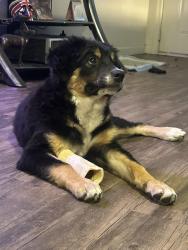 Found/Stray Male Dog last seen Main Street and extension Road, Mesa, AZ 85201