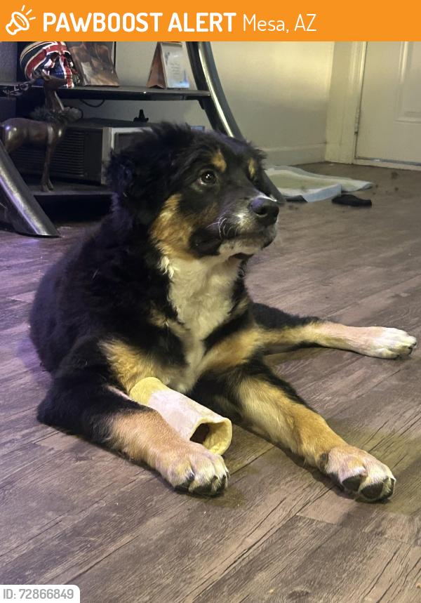 Found/Stray Male Dog last seen Main Street and extension Road, Mesa, AZ 85201