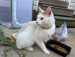 Found/Stray Female Cat last seen Buckhaven Dr, Willow Spring, NC 27592