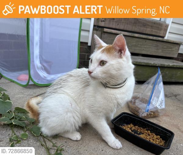 Found/Stray Female Cat last seen Buckhaven Dr, Willow Spring, NC 27592
