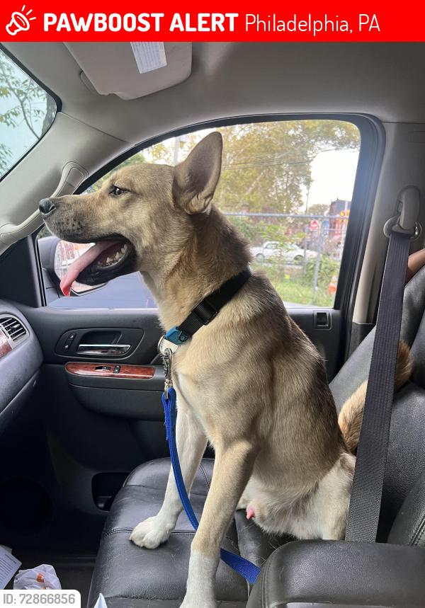 Lost Male Dog last seen 29th Cecil b moore, Philadelphia, PA 19121