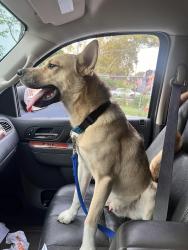 Lost Male Dog last seen 29th Cecil b moore, Philadelphia, PA 19121