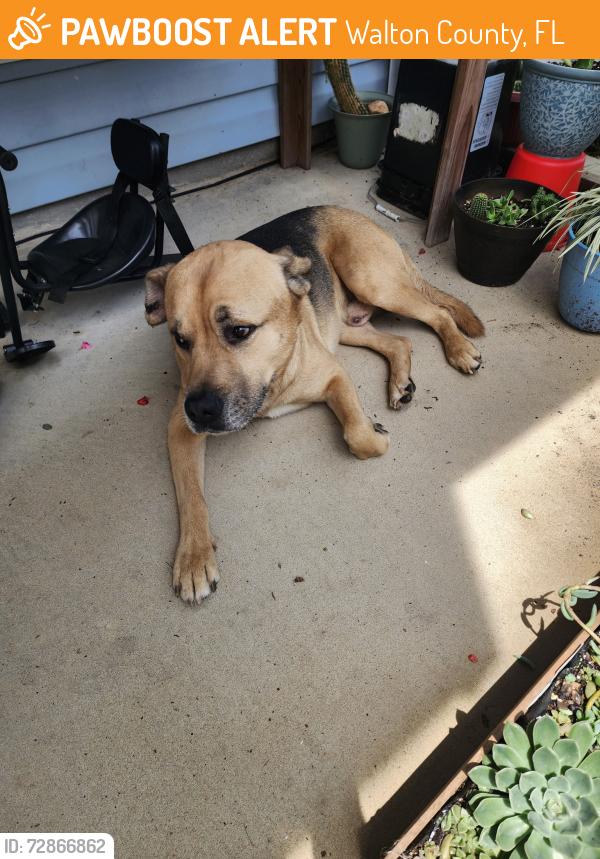 Found/Stray Male Dog last seen Mac bayou drivedrivep, Walton County, FL 32459