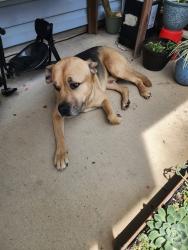 Found/Stray Male Dog last seen Mac bayou drivedrivep, Walton County, FL 32459