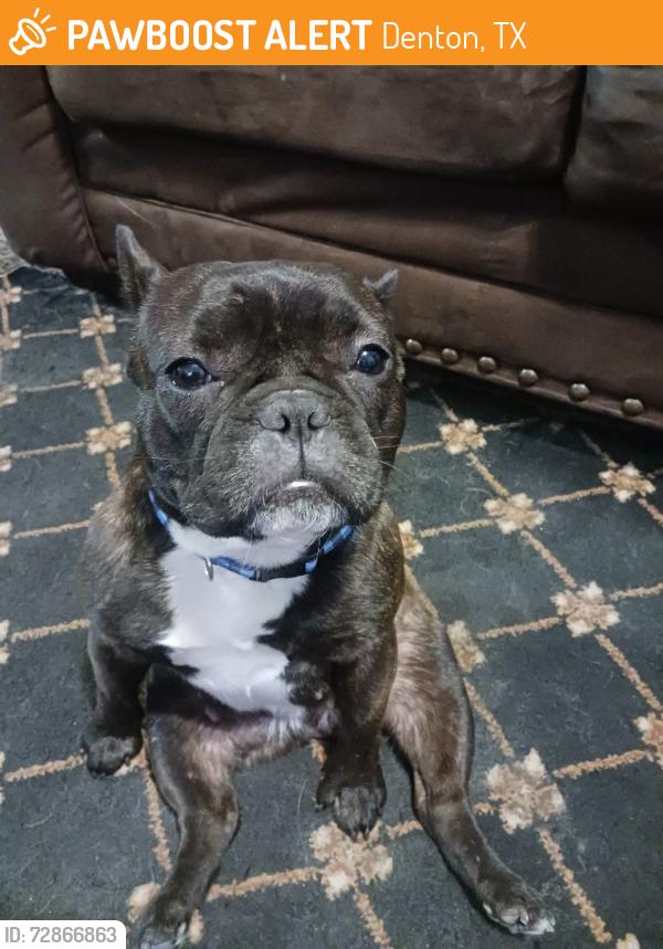 Found/Stray Female Dog last seen McKinney St & Bluebird Circle, Denton, TX 76201