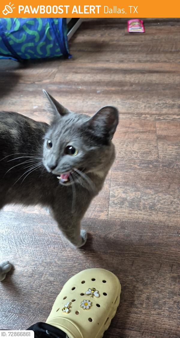 Found/Stray Unknown Cat last seen Browder, Dallas, TX 75215