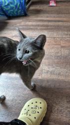 Found/Stray Unknown Cat last seen Browder, Dallas, TX 75215