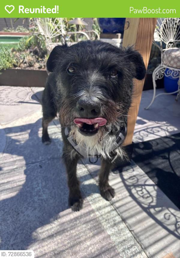Reunited Male Dog in Las Vegas, NV 89104 (ID: 72866536) | PawBoost