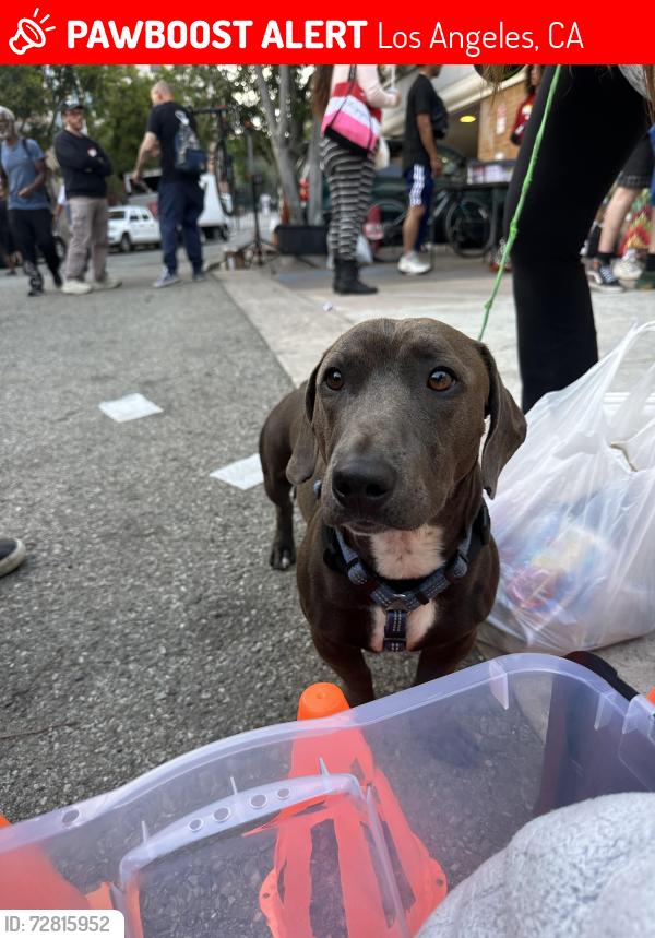 Lost Male Dog last seen LasPalamas and Highland, Los Angeles, CA 90024