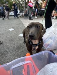 Lost Male Dog last seen LasPalamas and Highland, Los Angeles, CA 90024