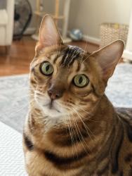 Lost Male Cat last seen idlewild blvd , Fredericksburg, VA 22401