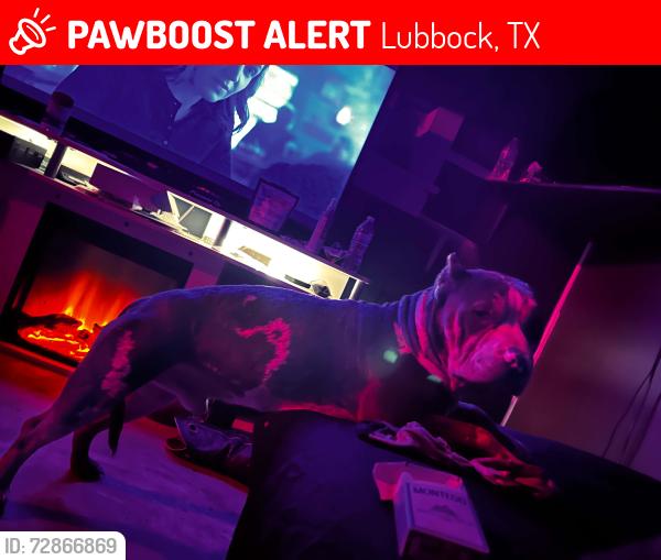 Lost Male Dog last seen Ave Q, Lubbock, TX 79411