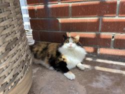 Lost Female Cat last seen Entrance to Linda Lane near the high school, Carlsbad, CA 92008