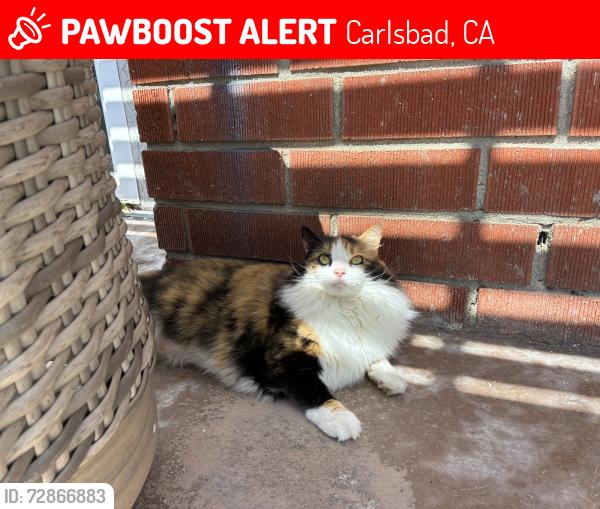 Lost Female Cat last seen Entrance to Linda Lane near the high school, Carlsbad, CA 92008