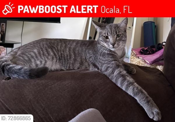 Lost Male Cat last seen NW 55th Ave, NW 60th Ave, SW 60th Ave, Ocala, FL 34482